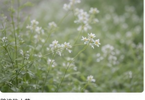 浅绿色背景里的白色小花